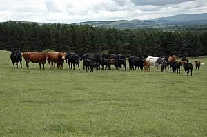 rural scene