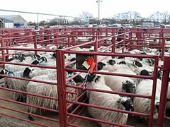 longtown prime sheep