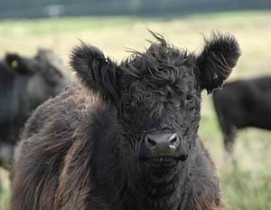 galloway cow