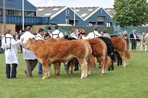 royal show judging