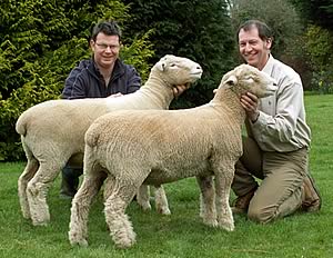 dorset ram lamb