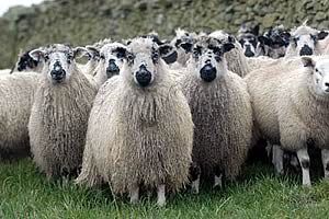 longwool sheep