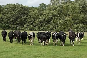 cattle