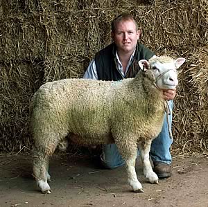 George Fell with one of his pedigree Meatlinc rams