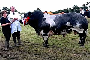 Sandra and Allan Jones with British Blue Bull – Twyning Ash Woody at Manx Show