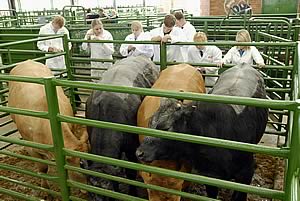 Young Farmers grading their stock