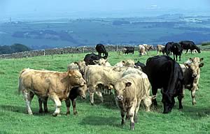 beef cattle