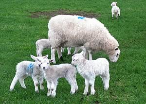 ewes and lambs