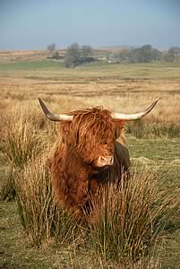 highland cow