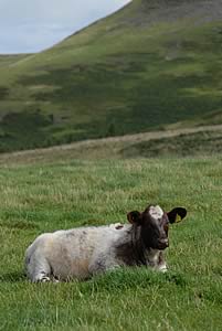 beef shorthorn