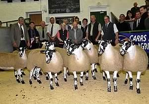 Mule Gimmer Lambs