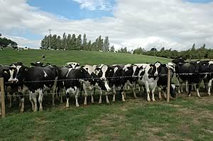 dairy cows