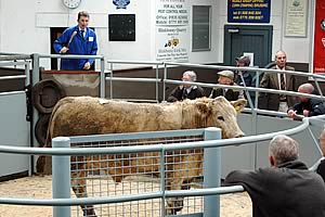 cattle auction