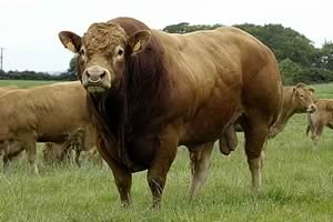Ulm, sold for a new Northern Ireland auction record of 14,000gns