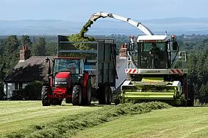 silaging