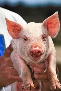 Phorce pig