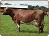 Dunham Dairy Shorthorns
