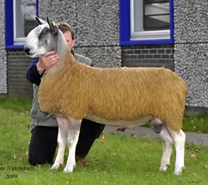 Middle Dukesfield lamb