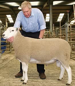 Jim Goldie with his Skipton Lleyn yearling ram champion.