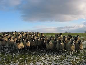 Swaledale Ewes