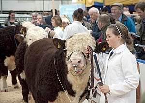 Grand Female Champion Romany 1 Lucy A84 F26 with Robert Wilson of JRB Wilson & Sons