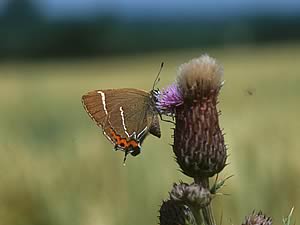 Dingy Skipper