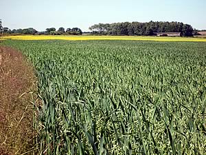 prime arable land at Fenrother