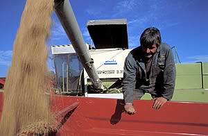 grain harvest