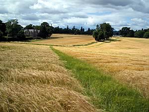 Spring barley plots