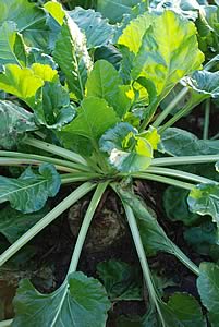 Fodder beet plant