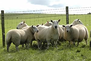 cheviot ewes