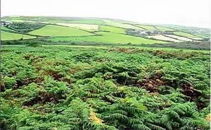 Wall to wall bracken with farmland in the distance