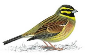 Cirl Bunting