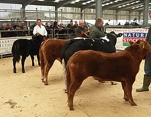 Judging the 2009 Supreme Championship