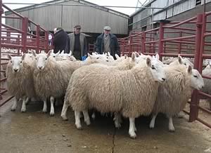 South Country Cheviot hoggs