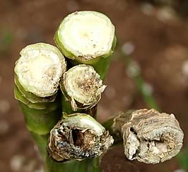 Stem canker (courtesy of Dr Peter Gladders, Plant Pathologist, ADAS UK Ltd)