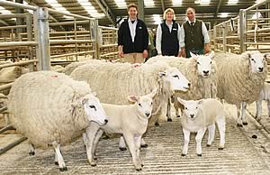 John Stapleton, left, with his Skipton Texel hoggs and lambs first prize winners, joined by Allflex’s Jane Chapman and judge Martin Brown.
