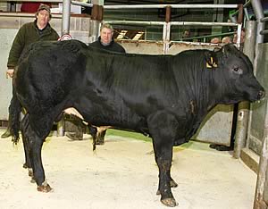 feeding bulls supreme champion