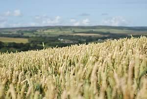 Wheat harvest