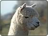 Town End Alpacas