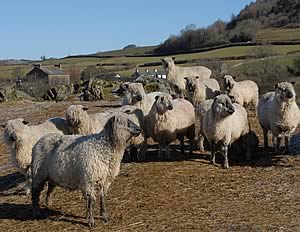 Town End Wensleydales