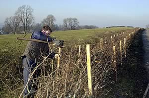 fencing