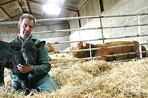 Mike Powley with one of his Wagyu calves