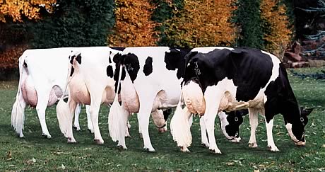 Picston Shaker daughters