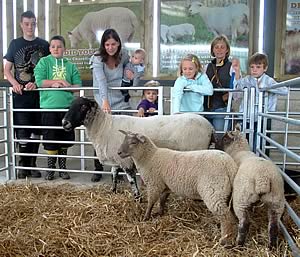 Mill Farm sheep pens