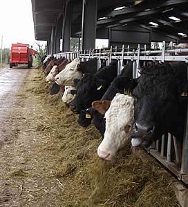 cattle feed