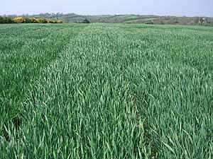 winter wheat