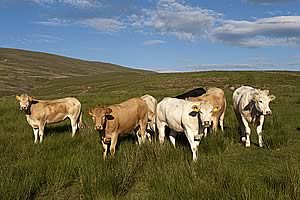 beef cattle