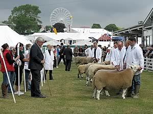 Great Yorkshire Show sheep judging