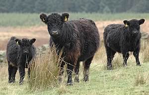 Galloway cow and calves on the hill